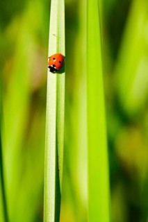 Ladybirds in the garden, summer, Germany