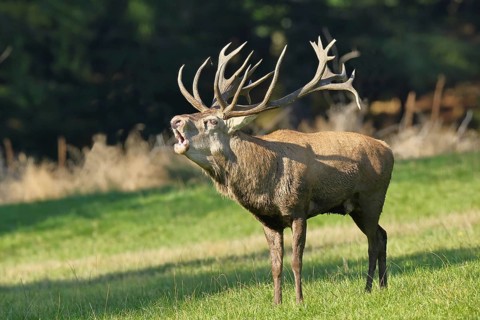 Red deer (Cervus elaphus) during the rutting season, a large stag roaring in a forest clearing,