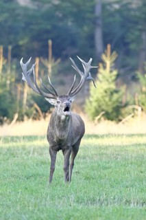 Red deer (Cervus elaphus) during the rutting season, a large stag roaring in a forest clearing,