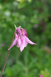 Columbine (Aquilegia vulgaris), pink flower at the edge of a forest, in spring, Wilnsdorf, North