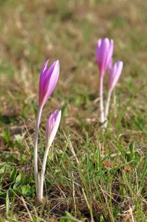 Autumn crocus (Colchicum autumnale), half-opened flowers in a meadow, endangered, protected