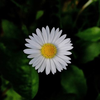 Daisy (Bellis perennis), flower on a lawn in a garden, close-up in front of a black background,
