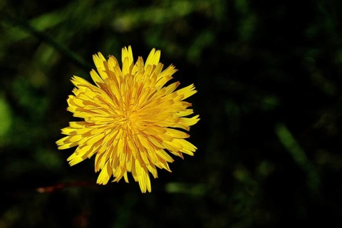 Hieracium lachenalii (Picris hieracioides), hawkweed bittercress, yellow flower on a rough meadow,