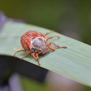 Wood cockchafer (Melolontha hippocastani), male, walking on a leaf of a broad-leaved bulrush (Typha