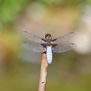 Flat-bellied dragonfly (Libellula depressa), male sitting on a fence top in the garden, close-up,