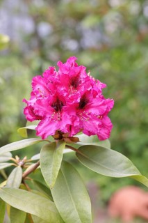 Rhododendron flowers (Rhododendron Homer), red flowers, in a garden, Wilnsdorf, North