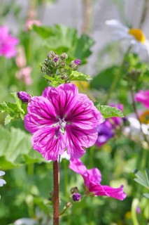 Common mallow (Malva sylvestris), flower in a meadow, medicinal plant, aromatic plant, medicinal