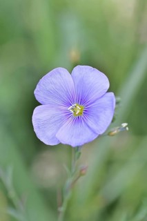 Flax (Linum usitatissimum), blue flower, medicinal plant, Wilnsdorf, North Rhine-Westphalia,