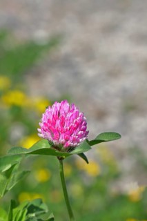 Meadow clover, red clover (Trifolium pratense), flower in a meadow, medicinal herb, Wilnsdorf,