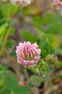 Pink clover (Trifolium repens), flower, Wilnsdorf, North Rhine-Westphalia, Germany