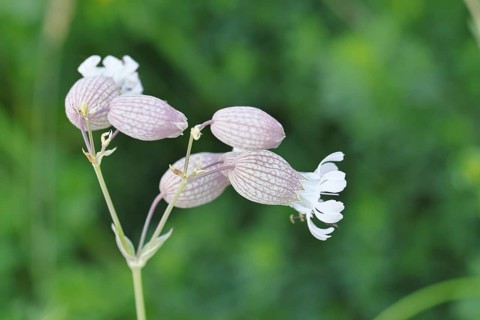 Pigeon's bedstraw or common bedstraw (Silene vulgaris), flower, Wilnsdorf, North Rhine-Westphalia,