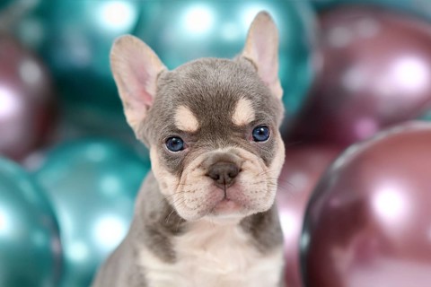 Portrait of 6 weeks young healthy tan French Bulldog dog puppy with husky markings and colorful