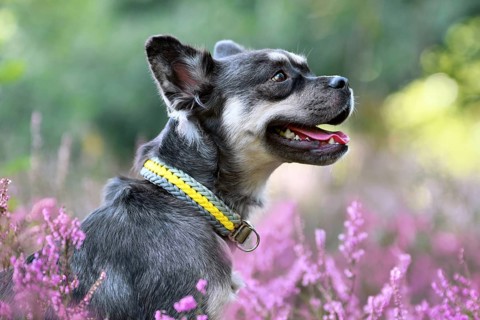 Dog with woven yellow collar in purple blooming heather flower field during late summer