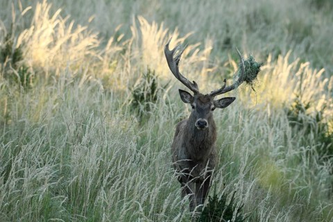 Red deer (Cervus elaphus) rutting stag in hoarfrost, with wire netting in left antler bar, moving