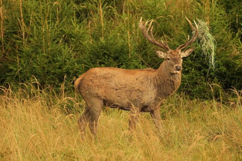 Red deer (Cervus elaphus) rutting stag with wire in left antler bar, secured in tall grass in the