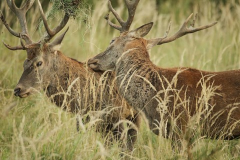 Red deer (Cervus elaphus) rutting deer, the left one with wire in left antler bar, being licked by