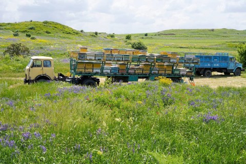 A lorry with a trailer full of beehives stands on a flowering meadow in hilly surroundings,