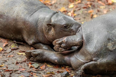 A female pygmy hippopotamus (Choeropsis liberiensis) nurses its calf. Liberia, West-Afrika