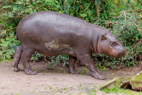 A baby pygmy hippopotamus (Choeropsis liberiensis) stands on a riverbank. Liberia, West-Afrika