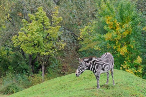 A Grévy's zebra (Equus grevyi) stands in a green meadow in hilly terrain. Botswana