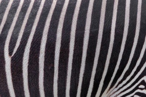 Pattern of a Grévy's zebra (Equus grevyi) fur. Botswana
