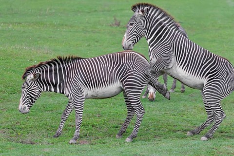 Dominance behaviour between two Grévy's zebras (Equus grevyi). Botswana