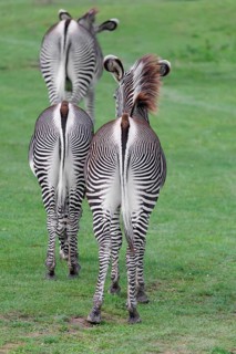 Grévy's zebra (Equus grevyi) seen from behind. Botswana
