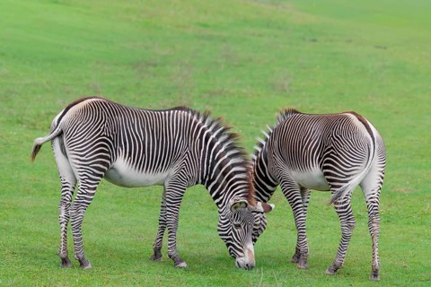 Two Grévy's zebras (Equus grevyi) graze in a green meadow. Botswana