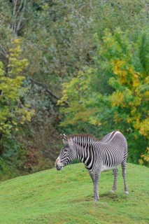 A Grévy's zebra (Equus grevyi) stands in a green meadow in hilly terrain. Botswana
