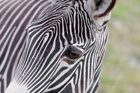 Portrait of a Grévy's zebra (Equus grevyi). Botswana