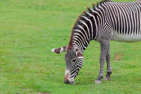 A Grévy's zebra (Equus grevyi) grazes in a green meadow. Botswana