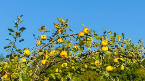 Branch with ripe apples. Orchard in autumn near Jesingen. Kirchheim unter Teck, Baden-Württemberg,