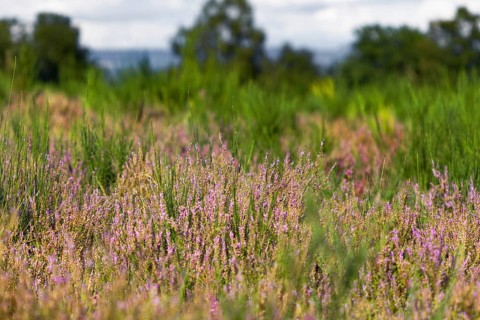 Close-up of purple heather flowers amidst tall grasses and blurred background. NSG heaths and rough