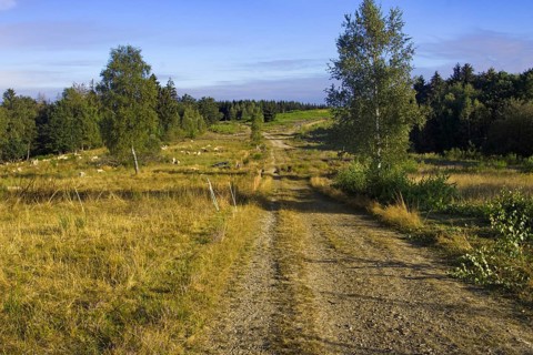A rural path leads through a wide landscape with trees and meadows. Heaths and rough grassland