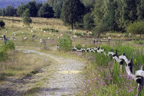 A path along a meadow with grazing sheep (Ovis) and a fence, NSG Heiden und Magerrasen near