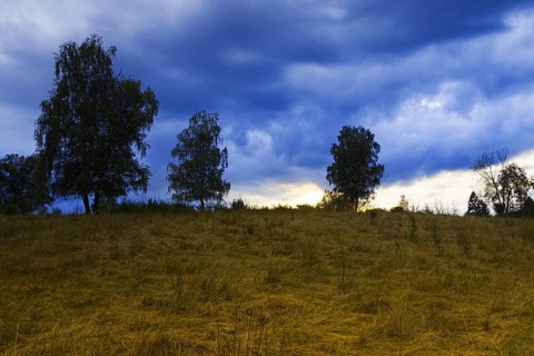 Trees in a field with a dramatic cloudy sky in blue and yellow tones. Heaths and rough grassland