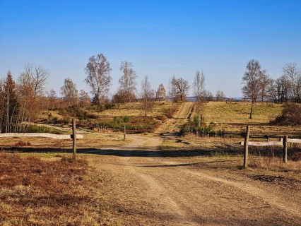 Dry field path with trees on the sides under a clear blue sky. NSG heaths and rough grassland near