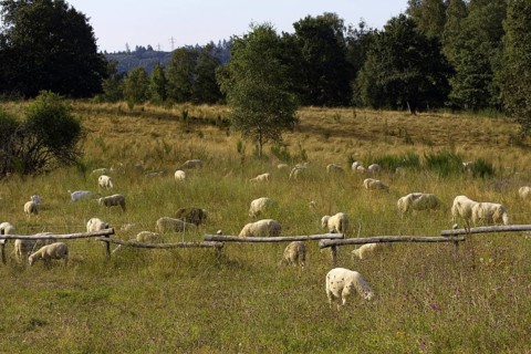 Several sheep (Ovis) graze peacefully on a large meadow with trees. Heaths and rough grassland