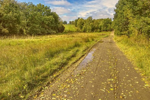 Field path with puddles along a green meadow with trees. NSG heaths and rough grassland near