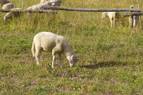A single sheep (Ovis) eats grass on a colourful meadow with flowers. Heaths and rough grassland