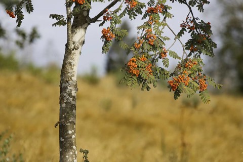 A branch with rowan berries hangs from a tree in front of a golden meadow. Heaths and rough