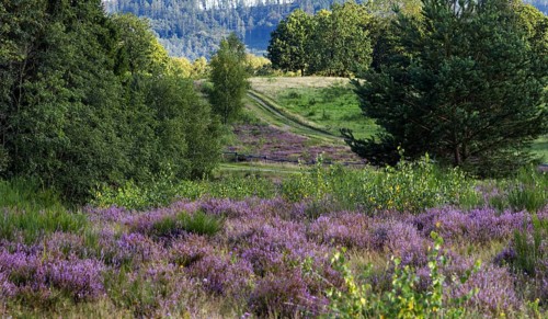 A path leads through a green landscape with purple flowering heath and surrounding forest. Heath