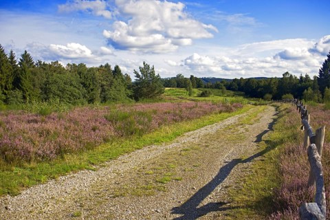 A dirt track leads through a purple flowering heath landscape with trees and a blue sky. Heath and