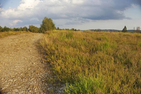 Gravel path through a rural meadow under a cloudy sky. Natural, peaceful surroundings. NSG heaths