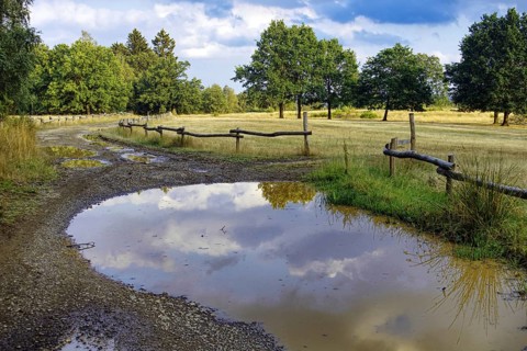 Path with puddles reflecting the sky, lined with trees and a wooden fence. Clouds in the sky.