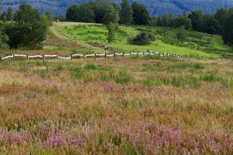 Green hills and meadows with purple heather flowers, along a fenced landscape. Heaths and rough
