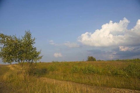 Field path through a grassy landscape with a solitary tree and a blue sky with white clouds. Heaths