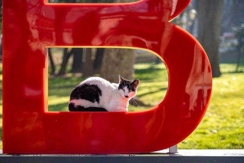 Cat resting in the letter B of the Istanbul lettering in Gülhane Park in Istanbul, Turkey