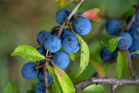 Ripe sloes (Prunus spinosa) on a bush, close up, Bavaria, Germany