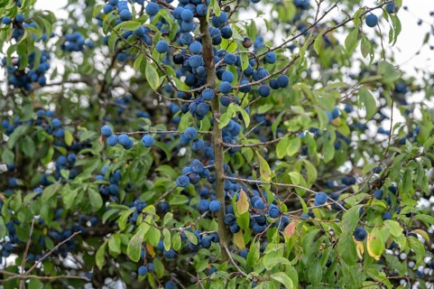 Ripe sloes (Prunus spinosa) on a bush, Bavaria, Germany